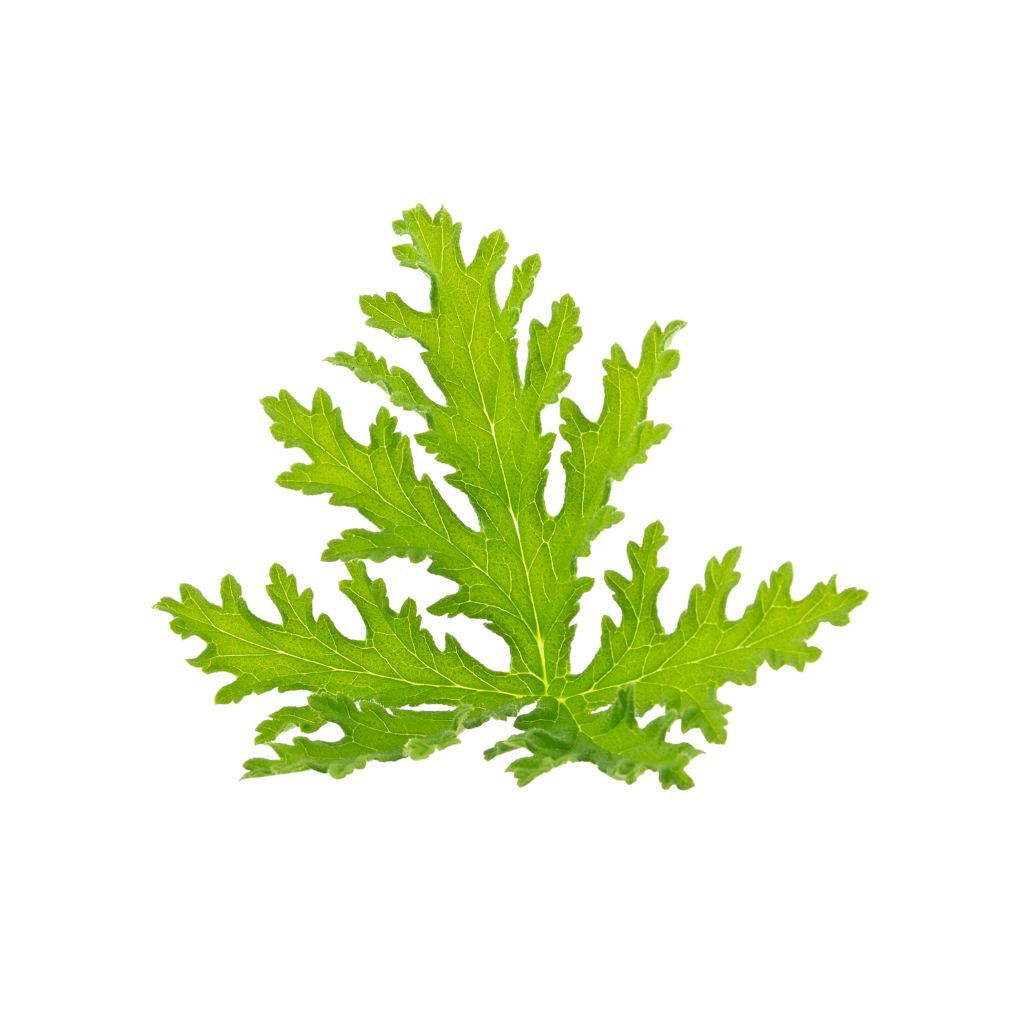 Citronella